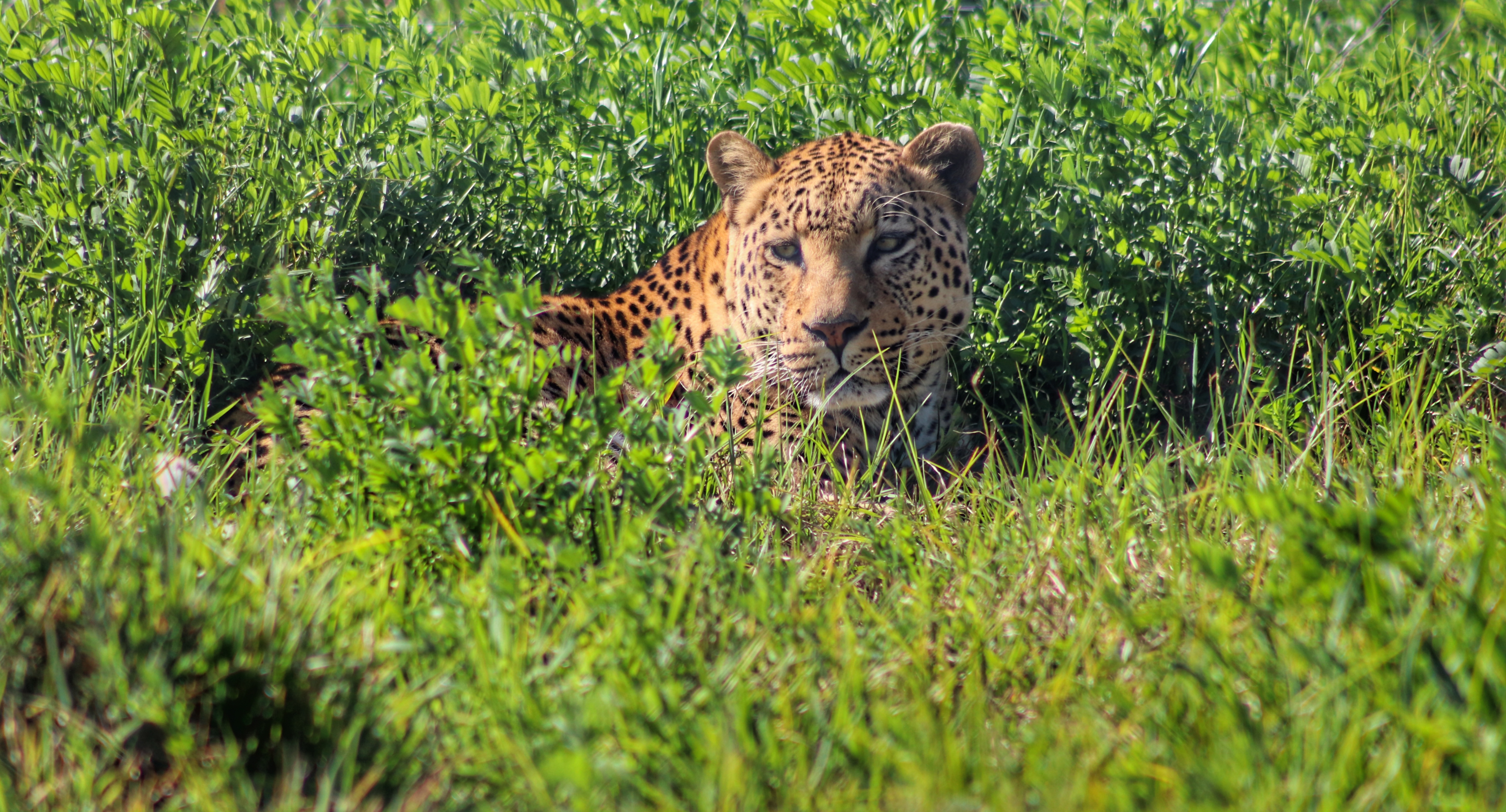 Leopard Selfie