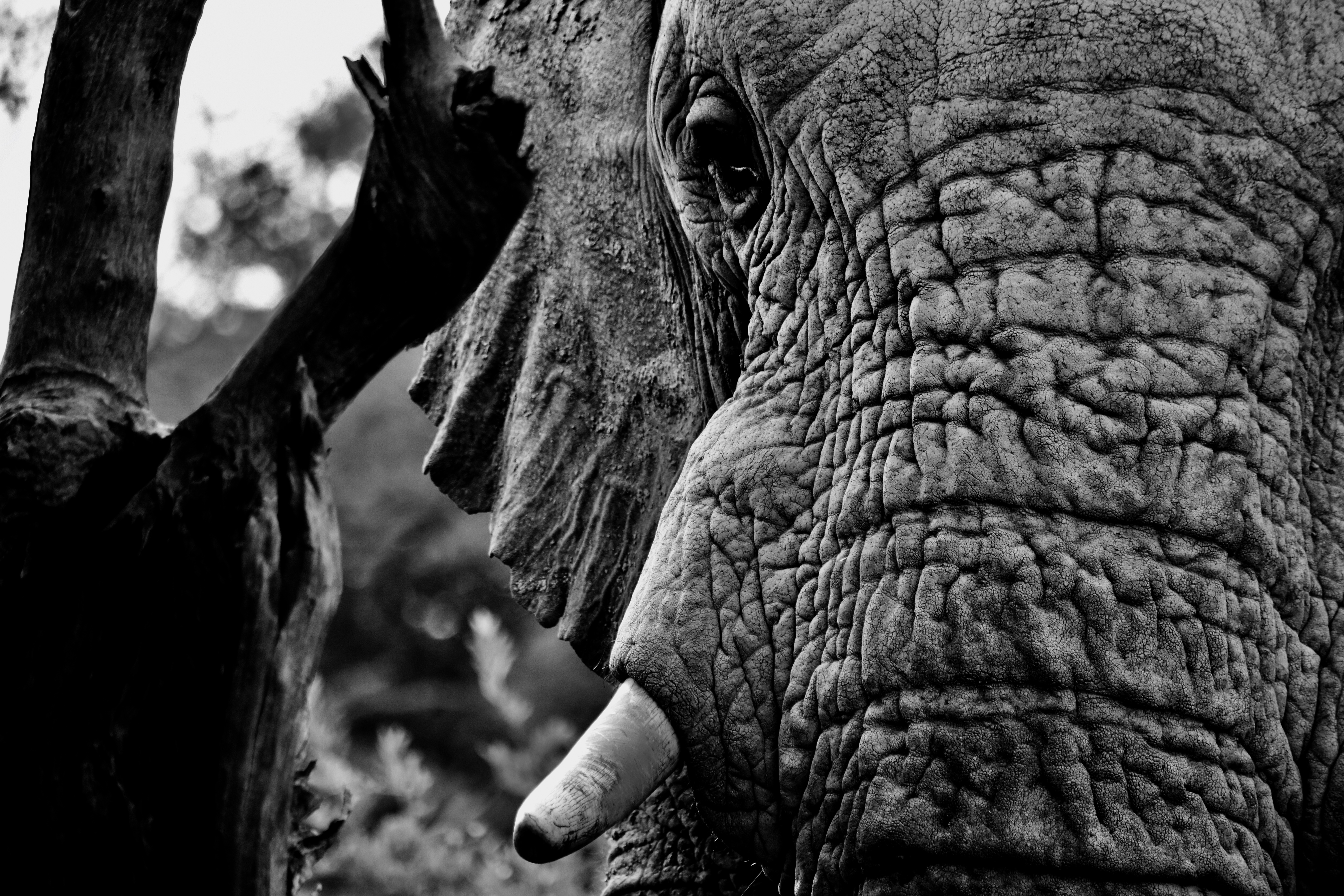 Elephant Textures