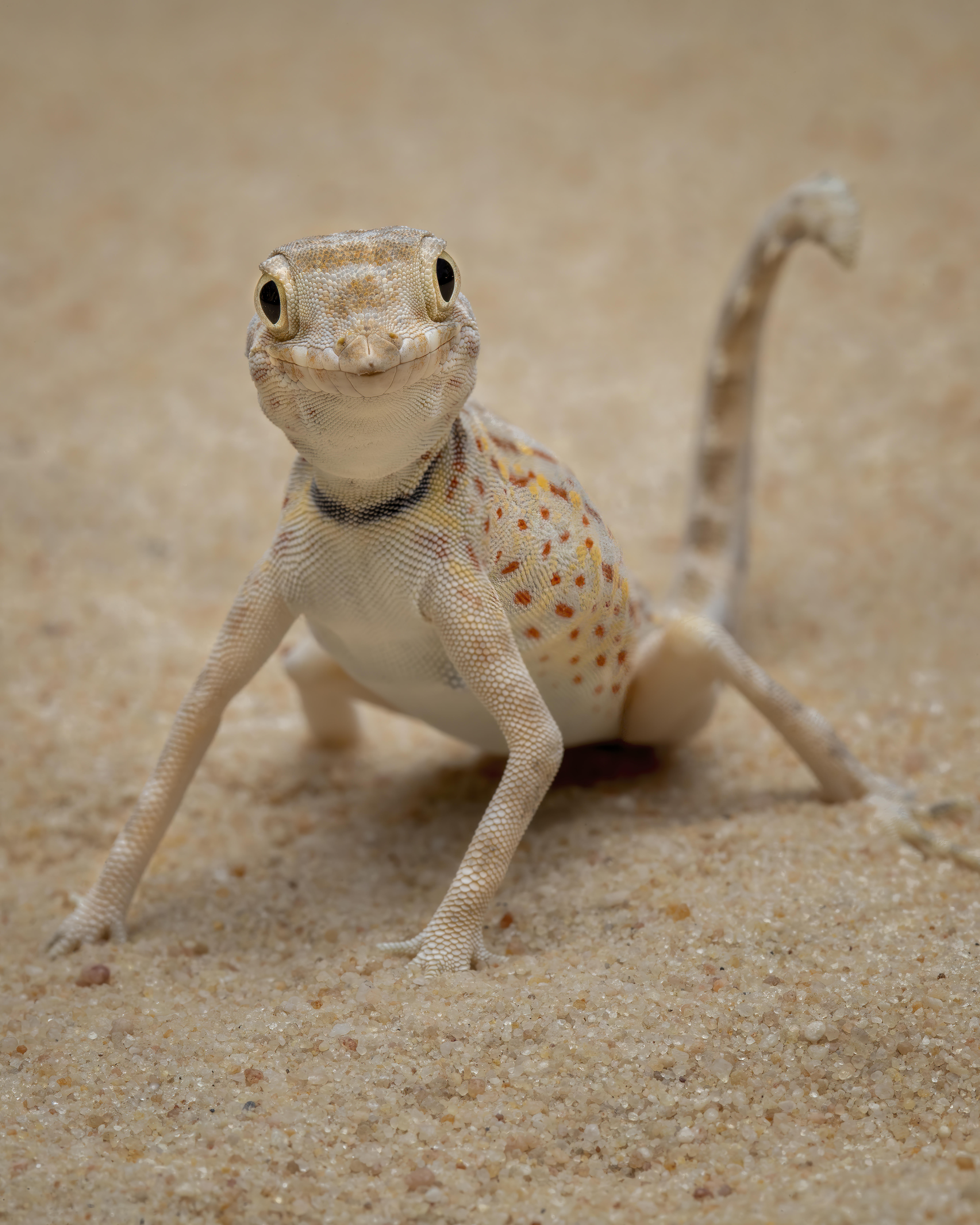 Scorpion tailed gecko