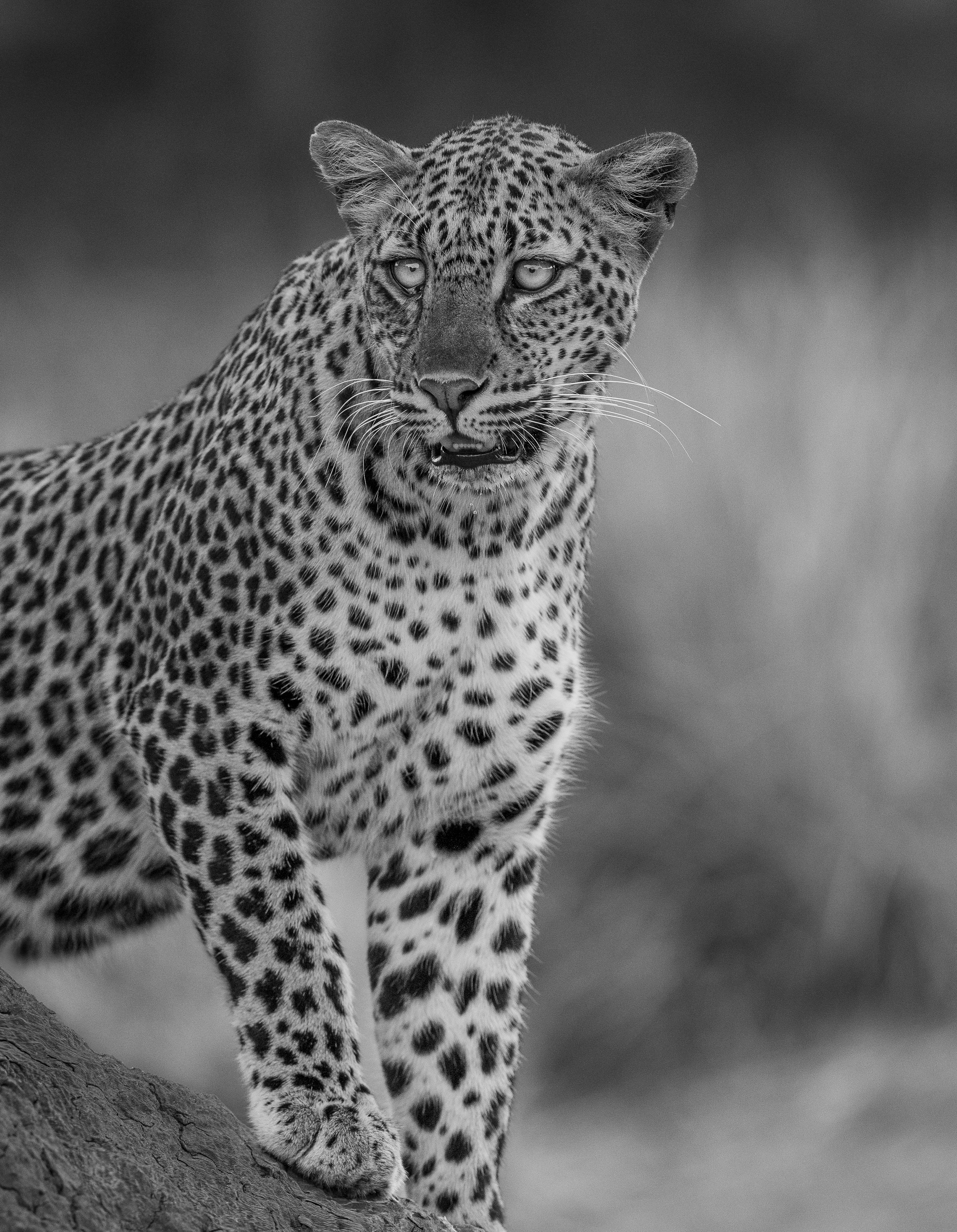 Pretty the Leopard