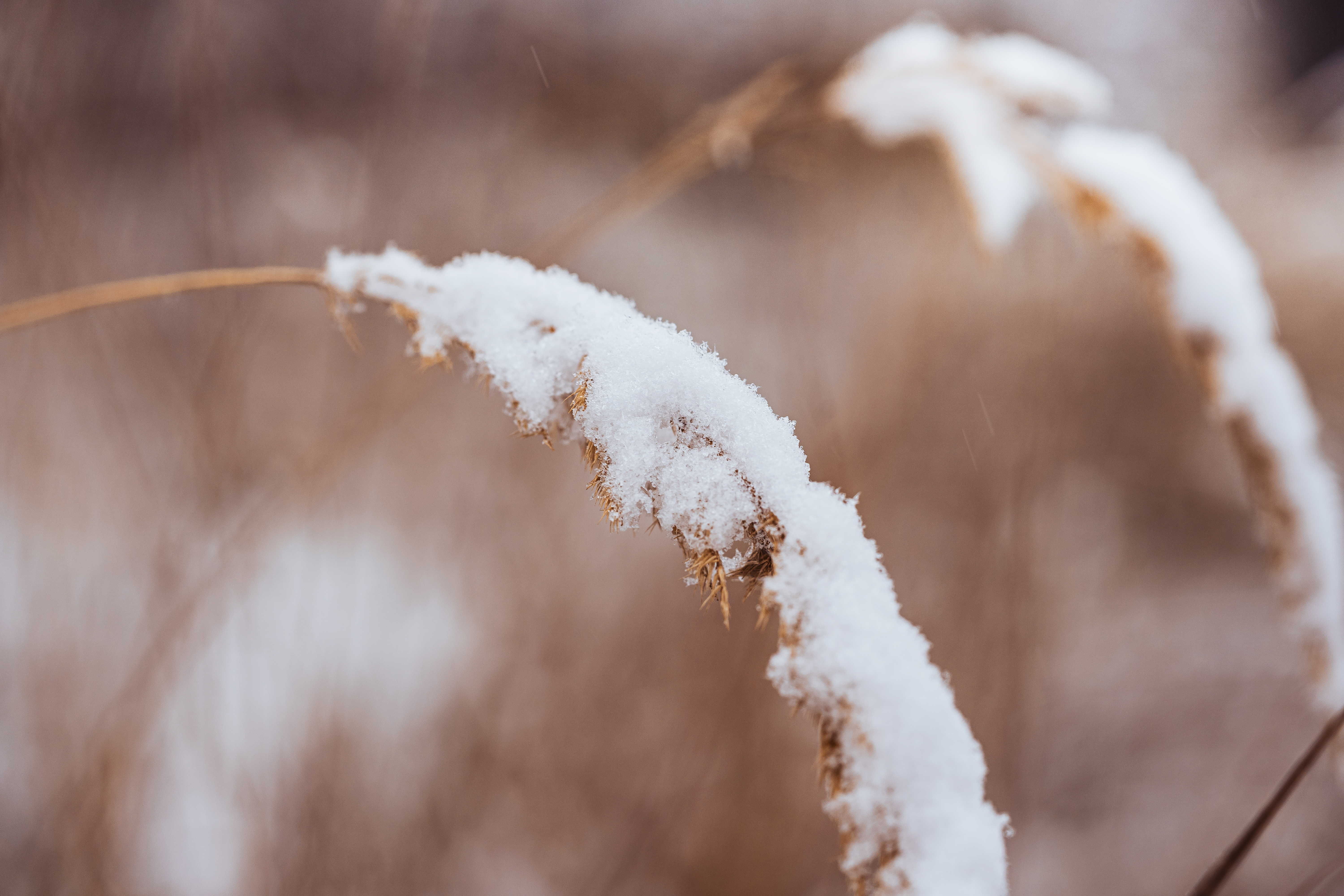 Snowy Dry Grass