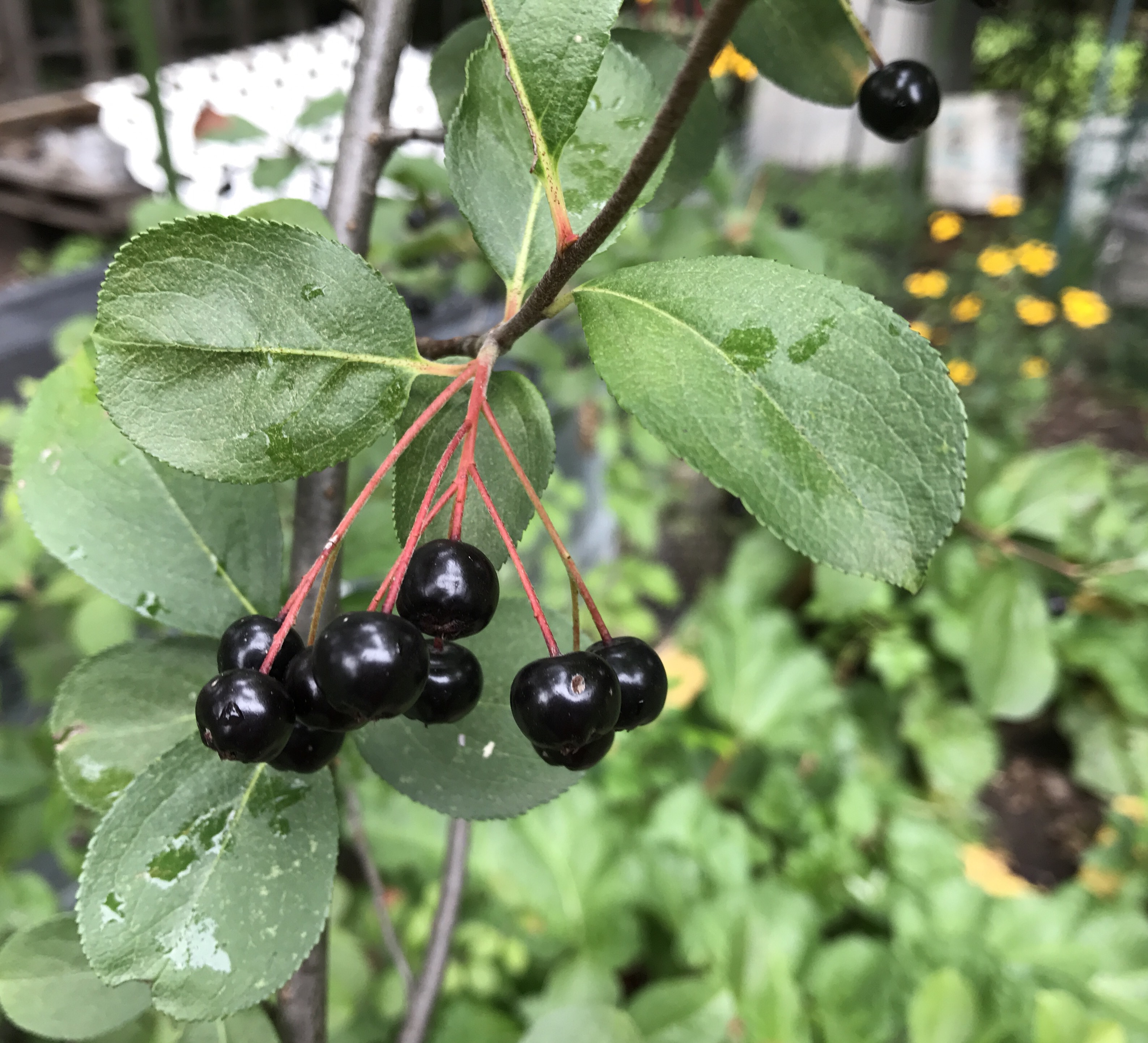 Aronia