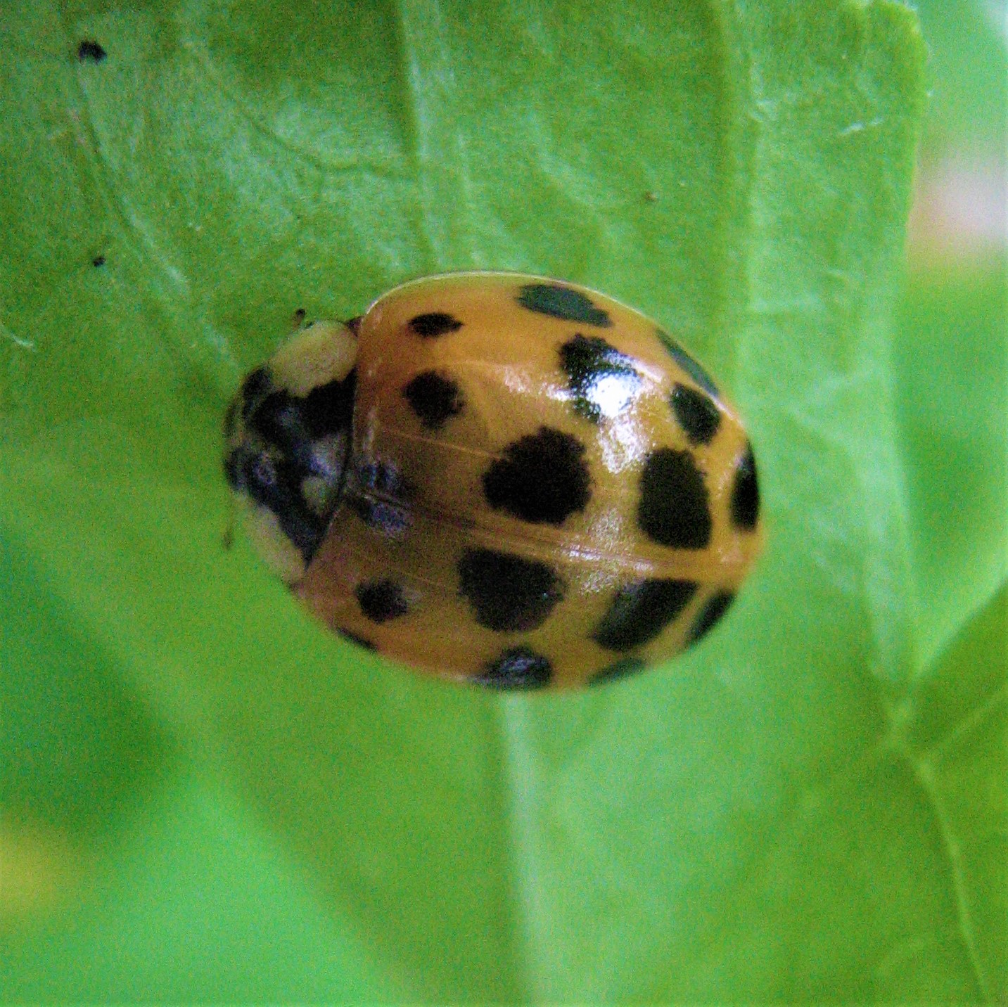Harmonia axyridis – Beetle juice, or MALB-based IPMP causing LBT