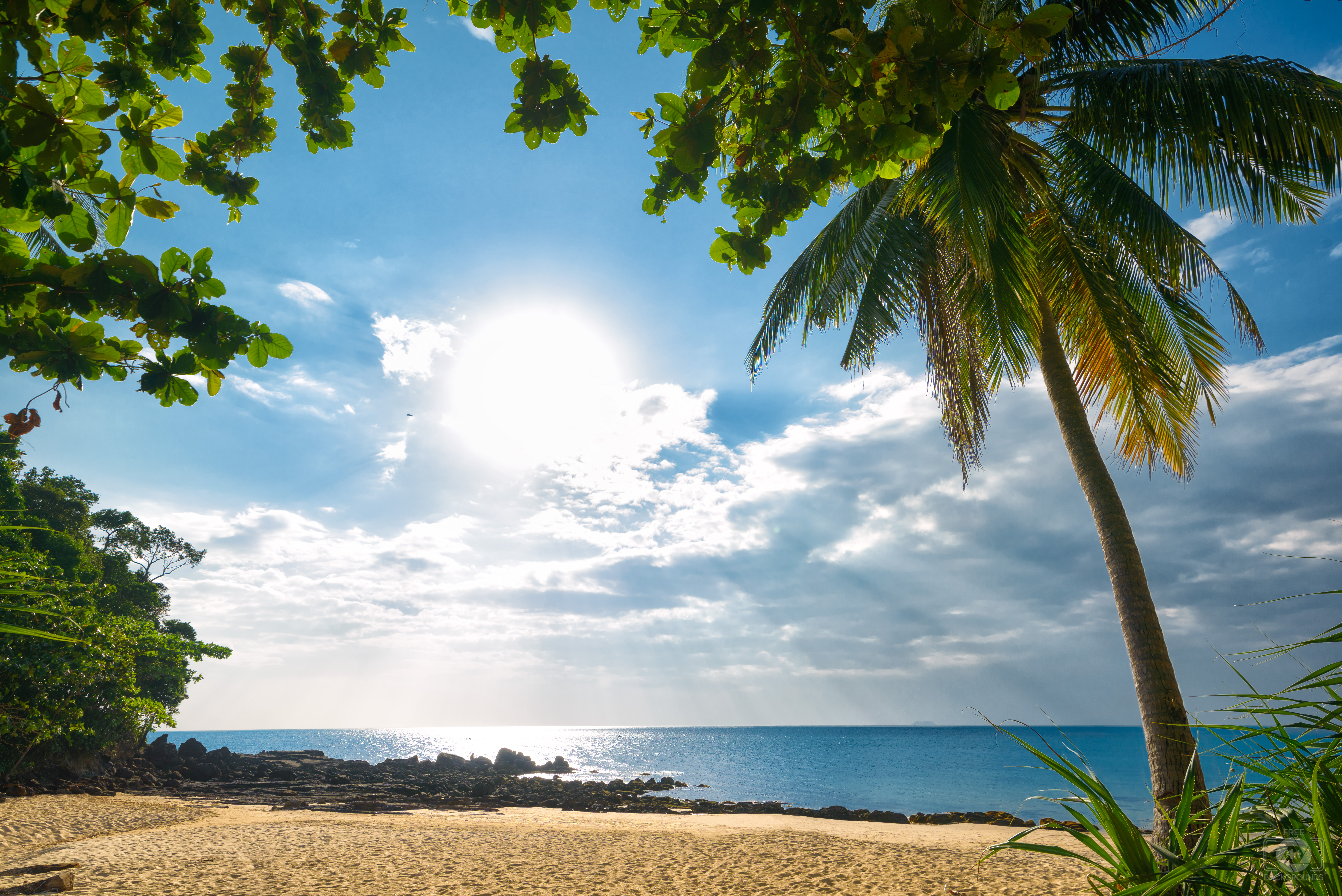 Palm Tree Beach Ultra Hd Desktop Background Wallpaper For 4k Uhd Tv Widescreen Ultrawide Desktop Laptop Tablet Smartphone