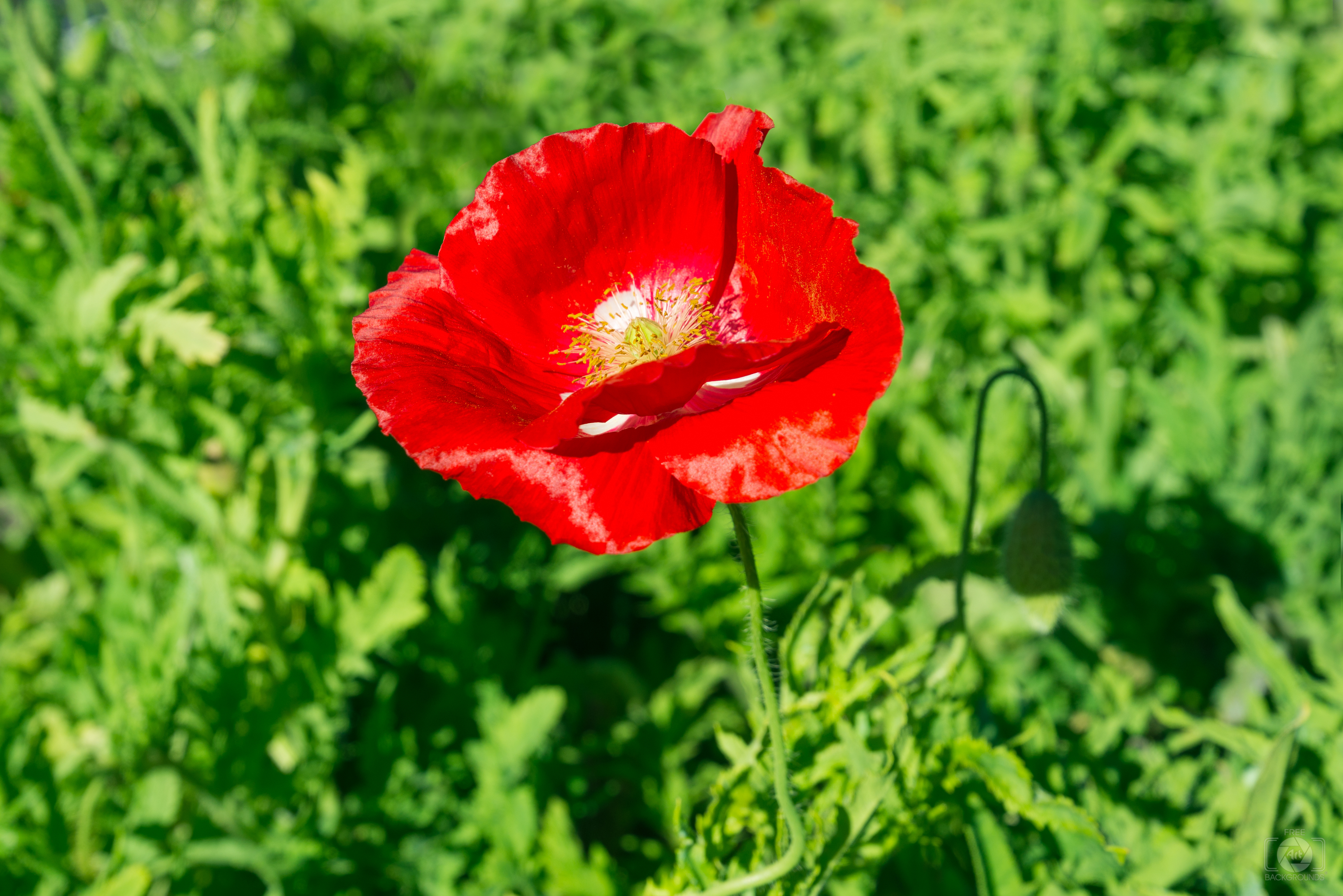 Download poppy field stock photos. Poppy Flower Background High Quality Free Backgrounds