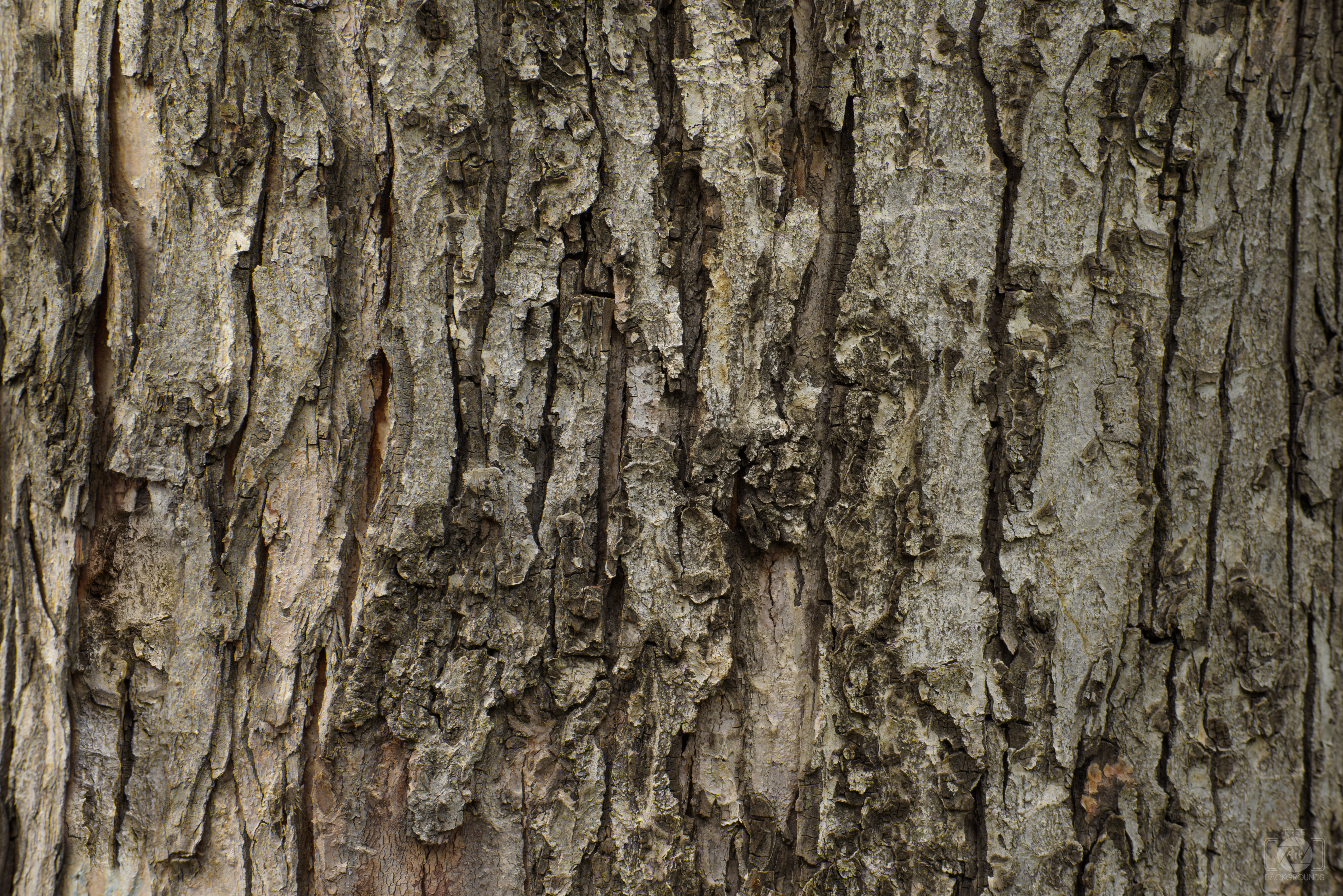 200 Excellent Free High Quality Tree Bark Textures Blueblots Com