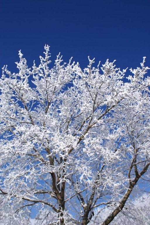 Lake of the woods county historical society was formed in 1965 out of interest of . Baudette Mn Winter Scenery In Baudette Mn Photo Picture Image Minnesota At City Data Com