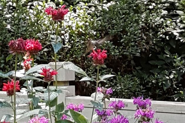Summer Hummingbird And Flowers