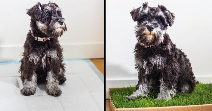 About Piddle Patch: The UK’s Most Intuitive Dog Toilet - Piddle Patch