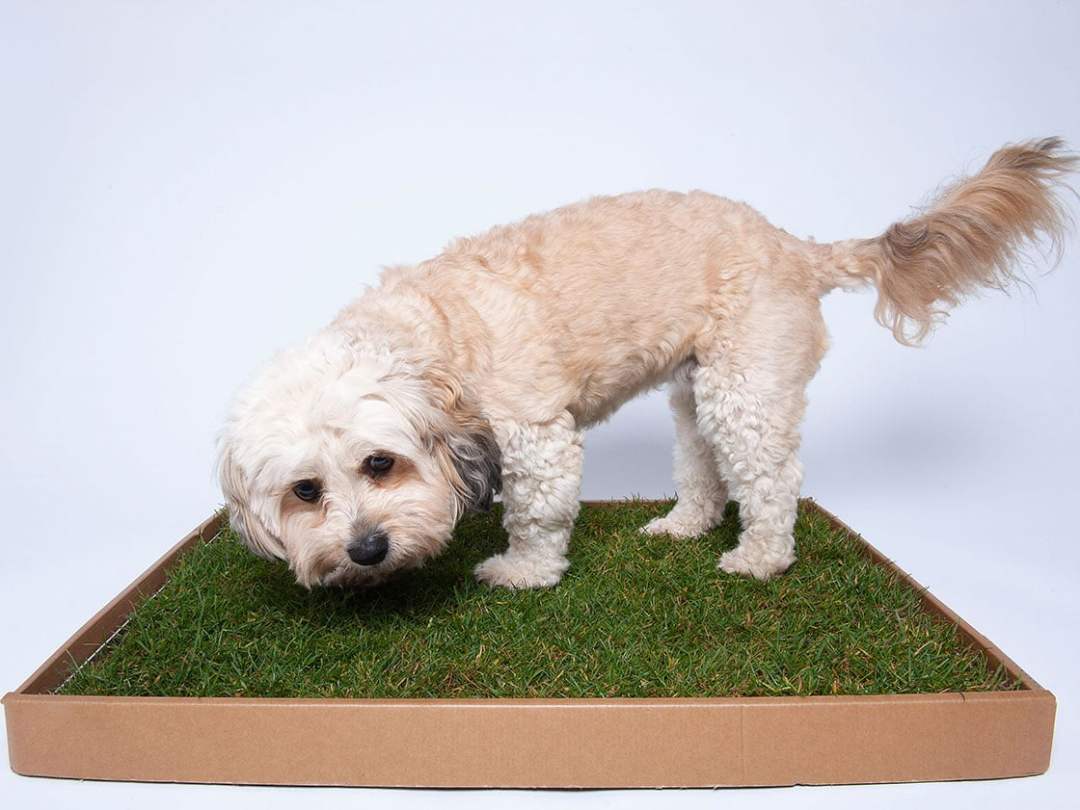 Piddle Patch one-off box