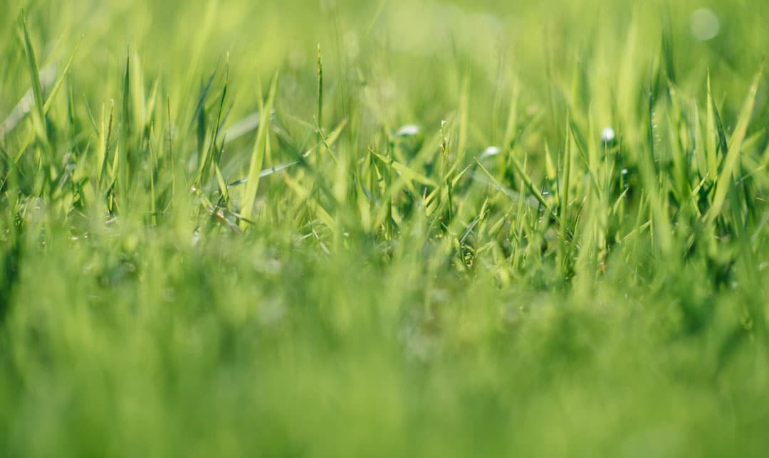 Healthy grass