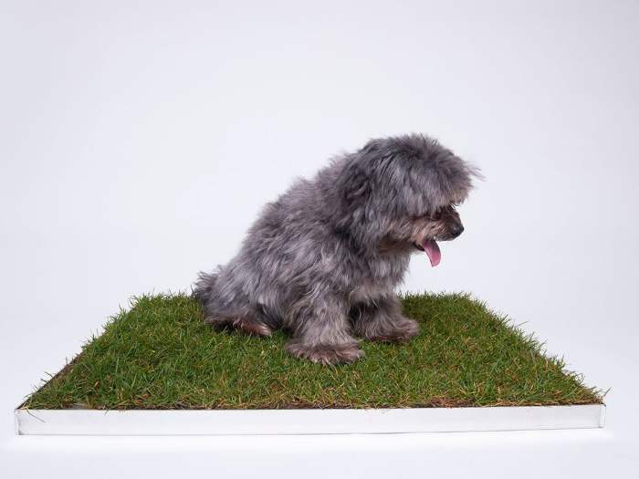 Piddle patch net worth 2023