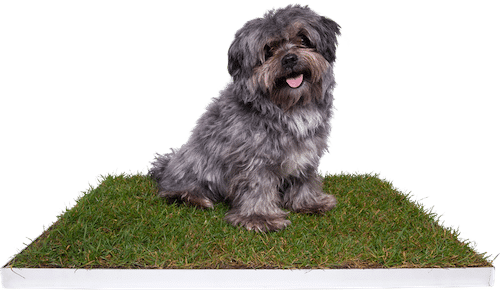 A dog beside a Piddle Patch subscription box