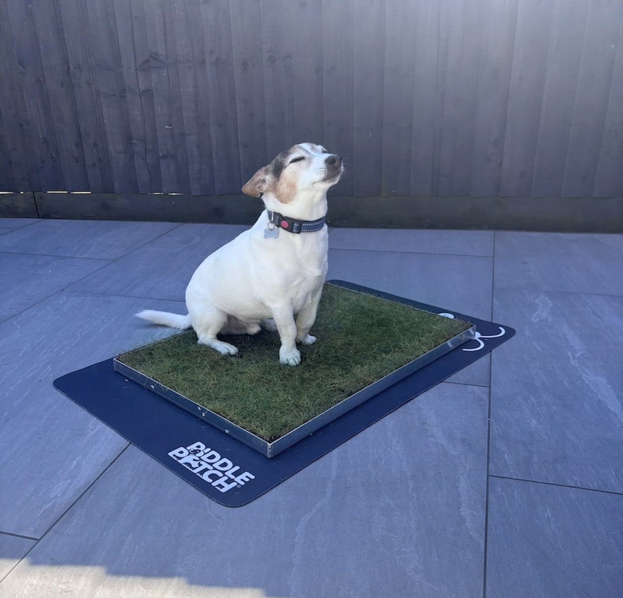 Protect your floors during housetraining