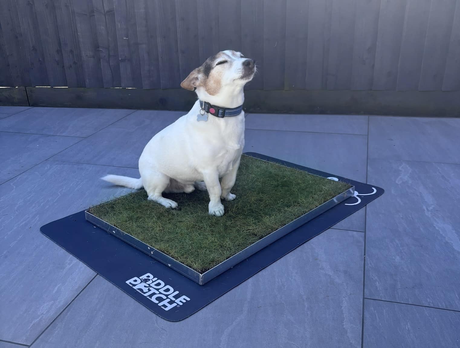 Piddle Protector