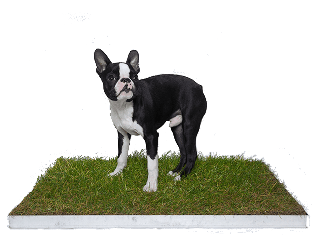 A Boston terrier standing on a real grass Piddle Patch in its metal tray