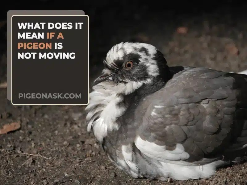 Why Is A Pigeon Not Moving? Pigeon Ask