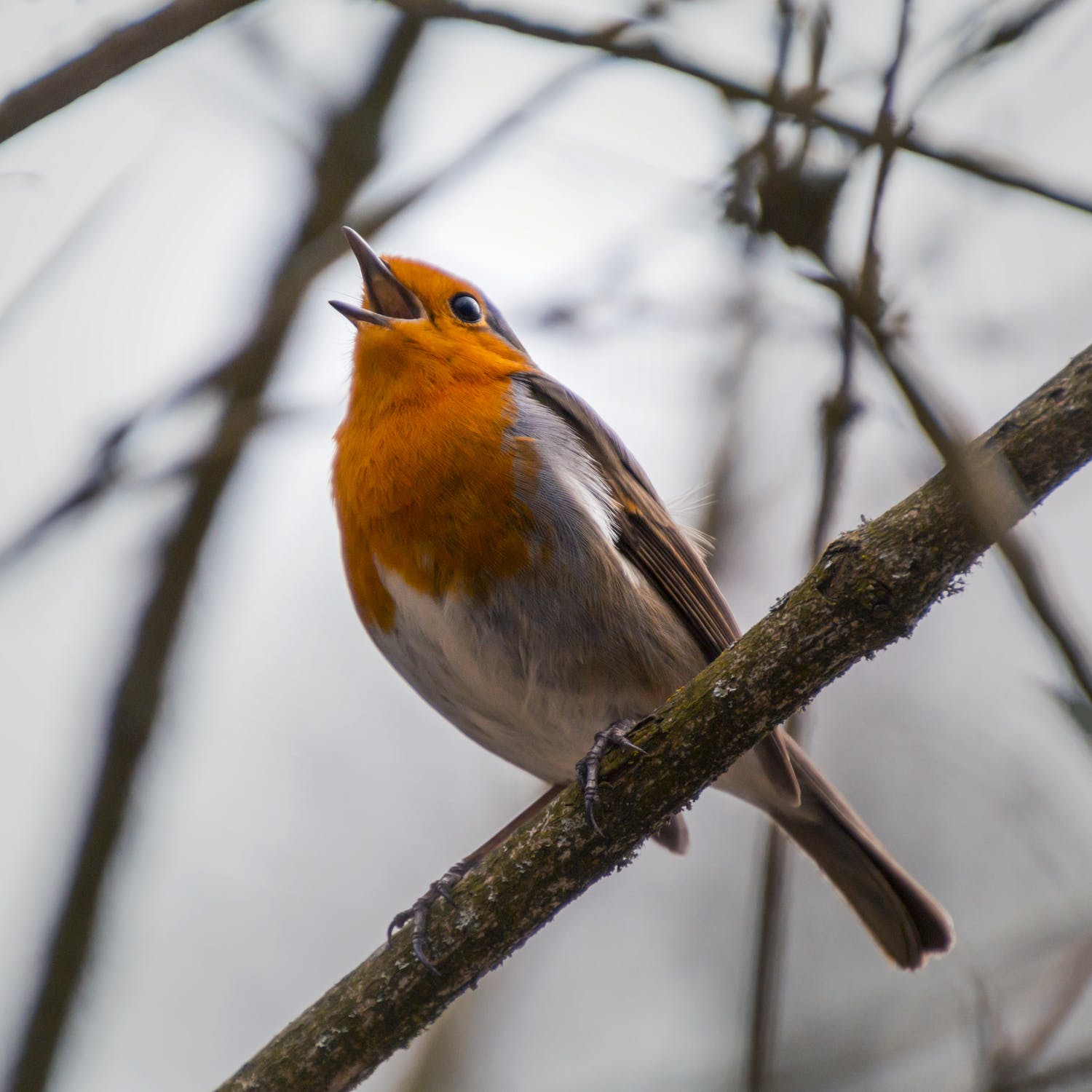 robin singing on a branch