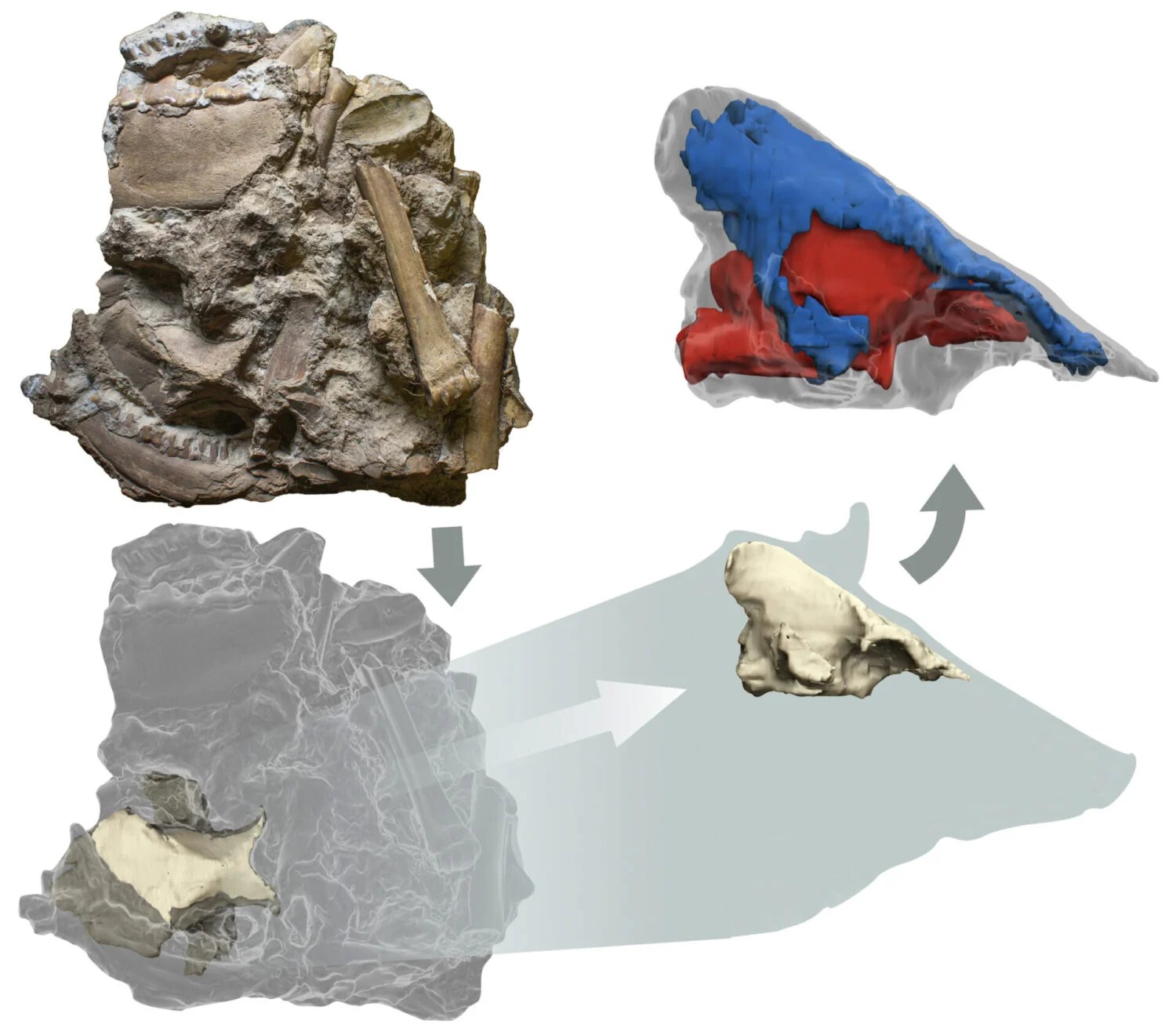 Fig. 1