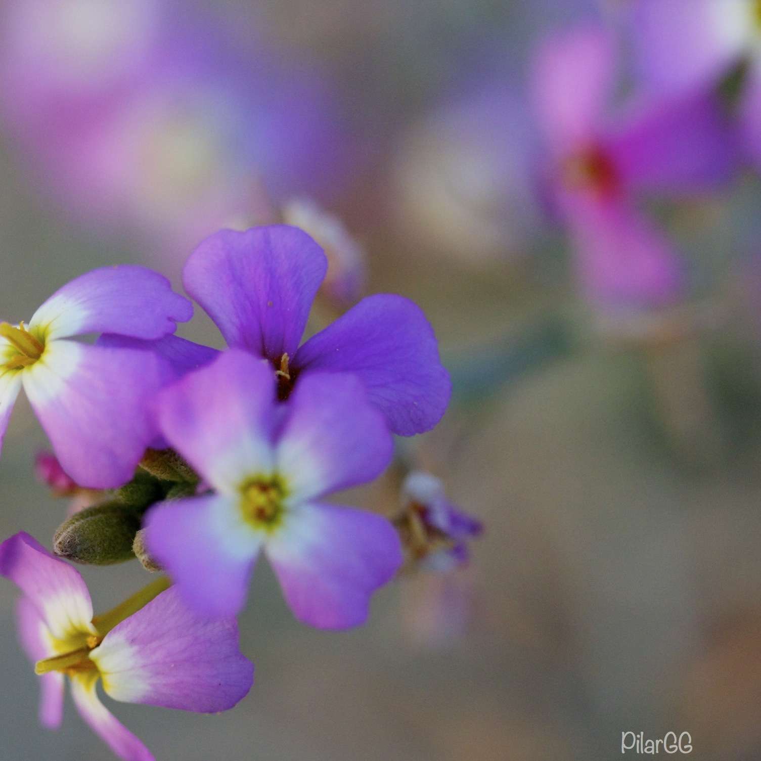 flores