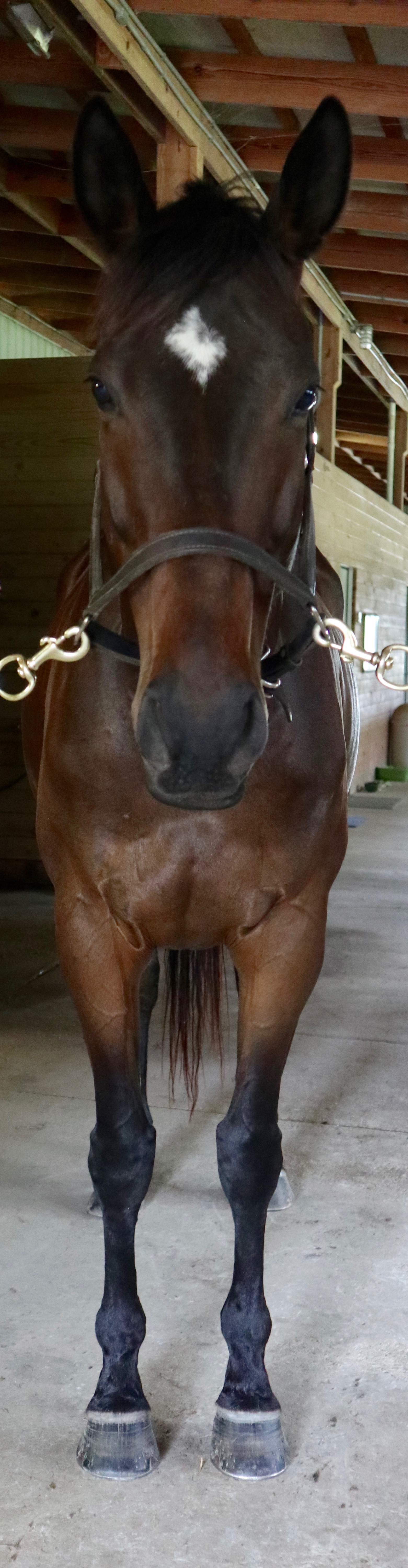 Then write “the biggest” under … Creating A Plan Pilates For Horses