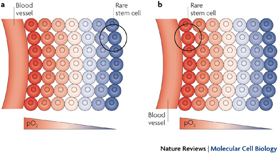 Oxygen control of stem cell niches and cell fates – Deep, healthy ...