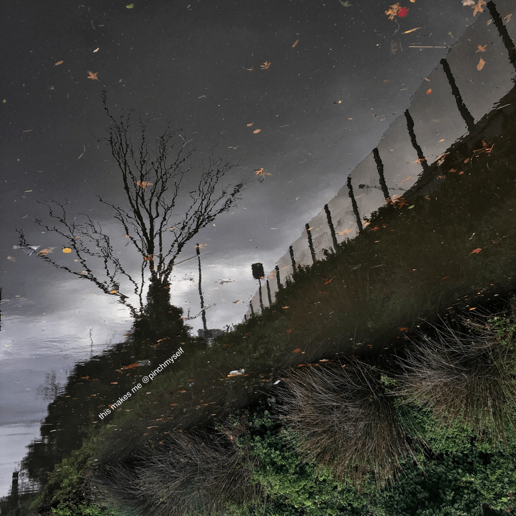 Autumn reflections of a tree in the Yarra River, inverted image