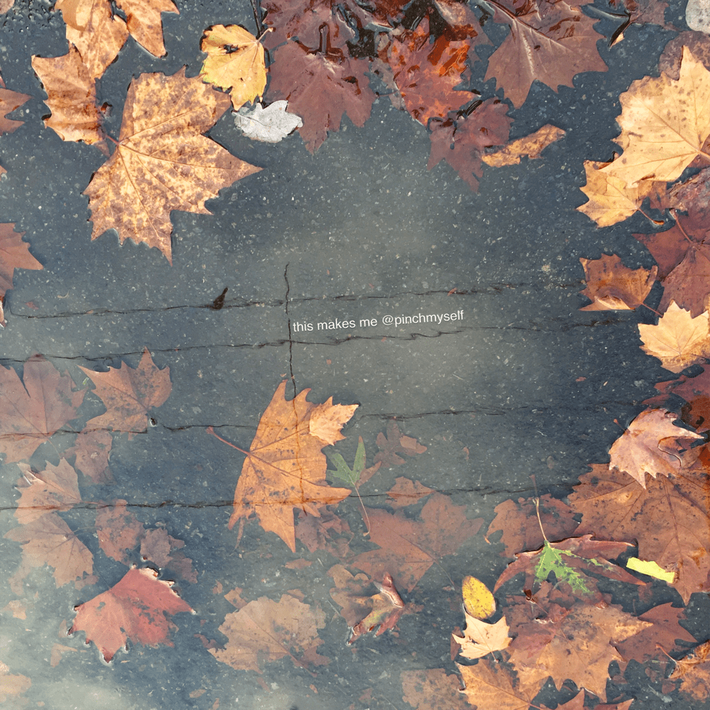 Autumn reflections in a puddle