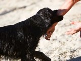 Maryland Dog Bite Lawyer Know Your Rights Pinder Plotkin