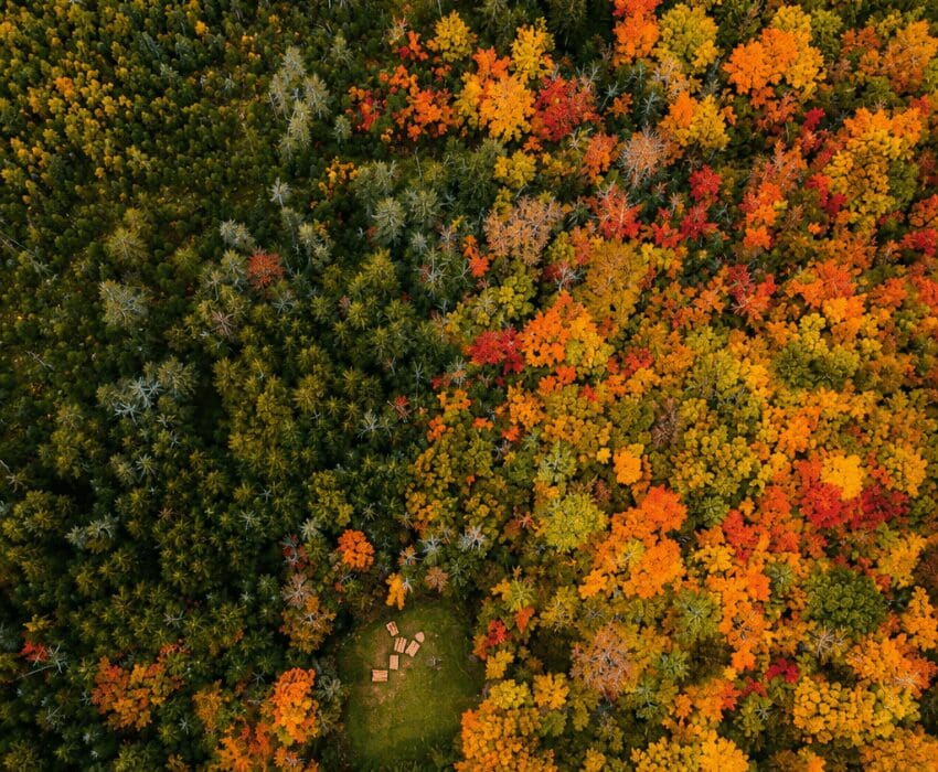 arial of forest