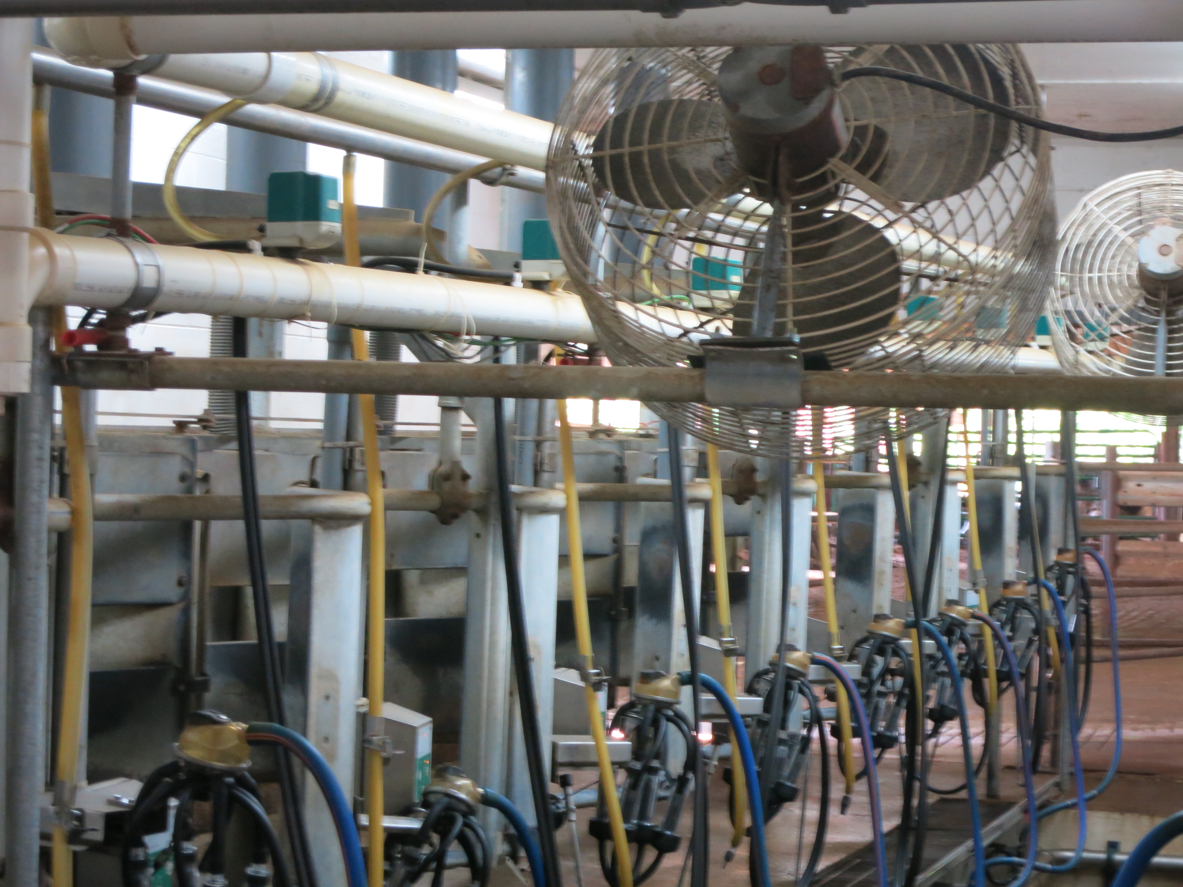 Mliking parlor at Homeland Creamery