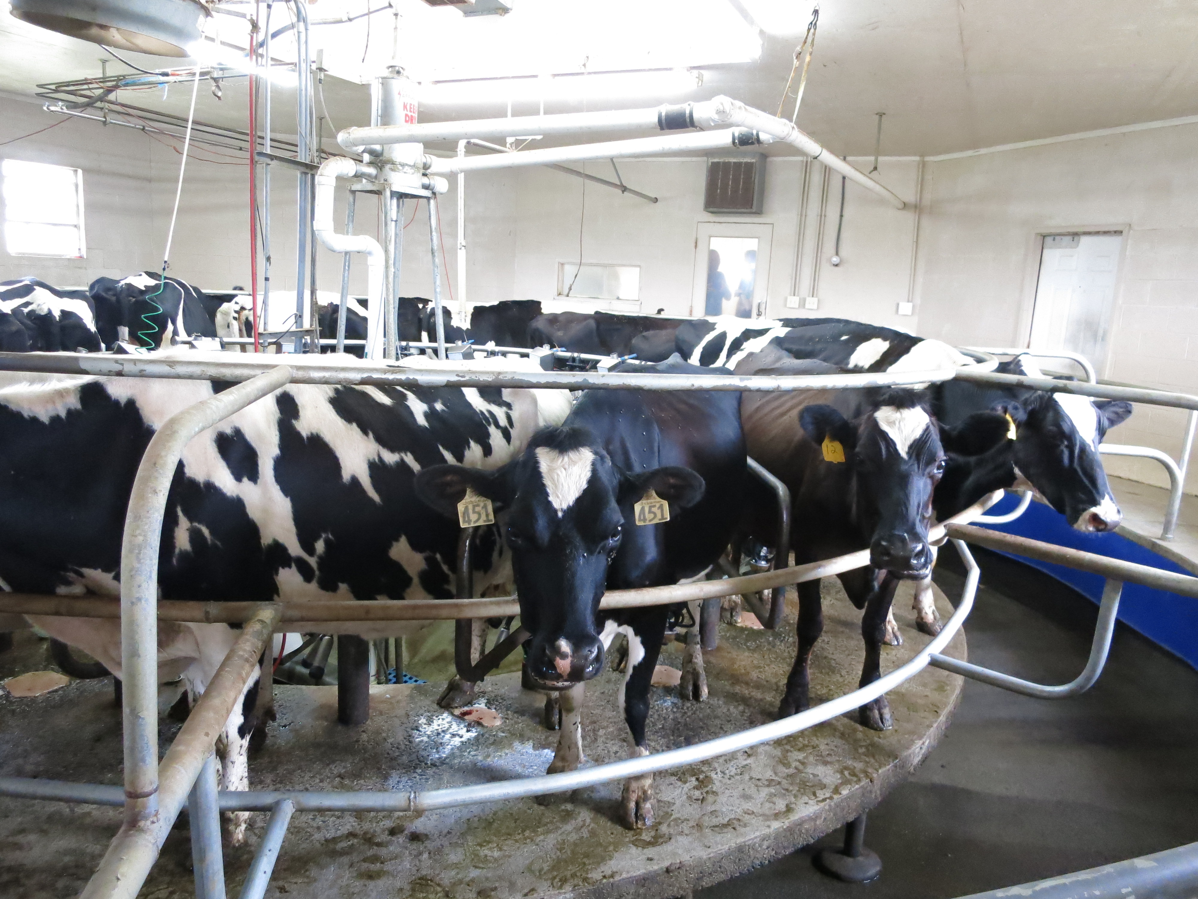 Cow-go-round milking parlor at Reedy Fork
