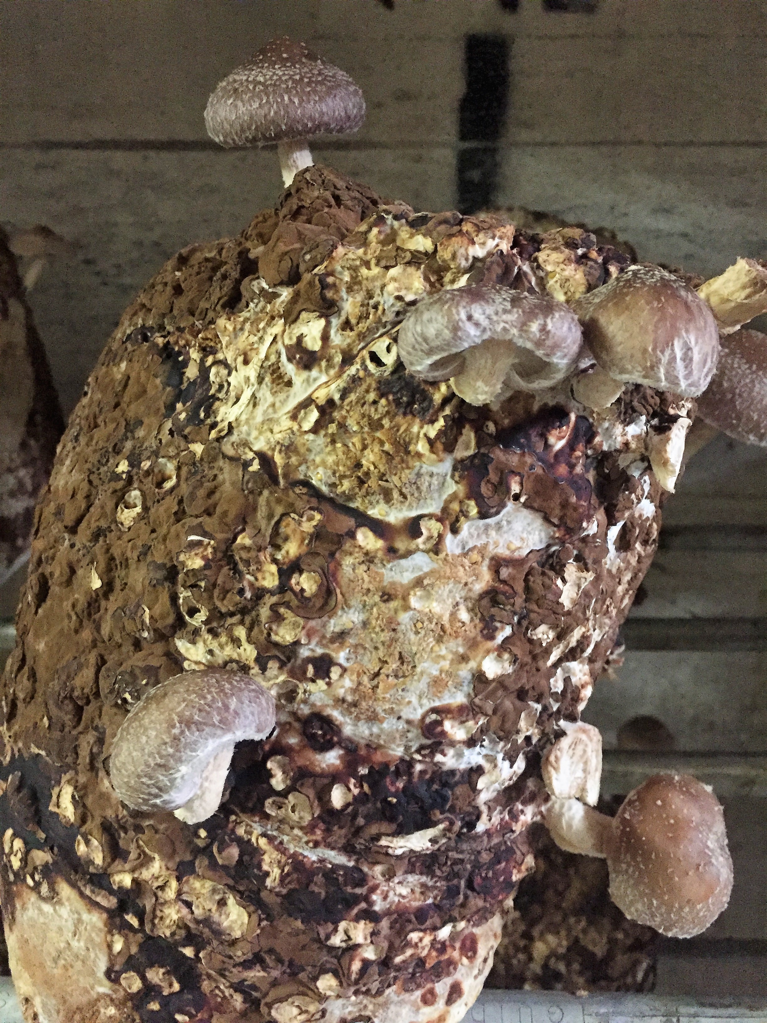 What's left of a bag of shiitakes. Look closely and you can see where stems of mushrooms have been previously harvested.