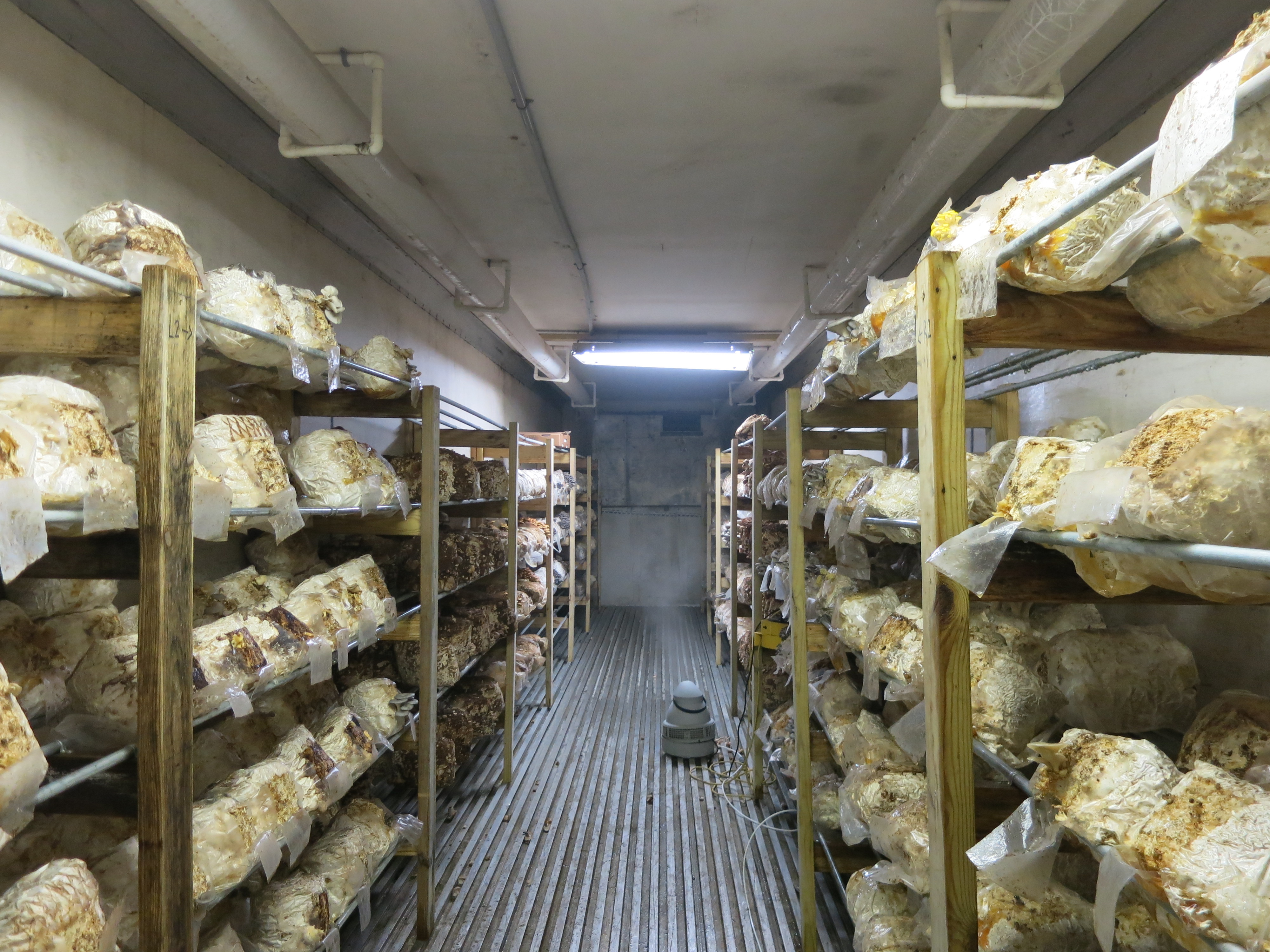 Interior, where all the fungal fun happens