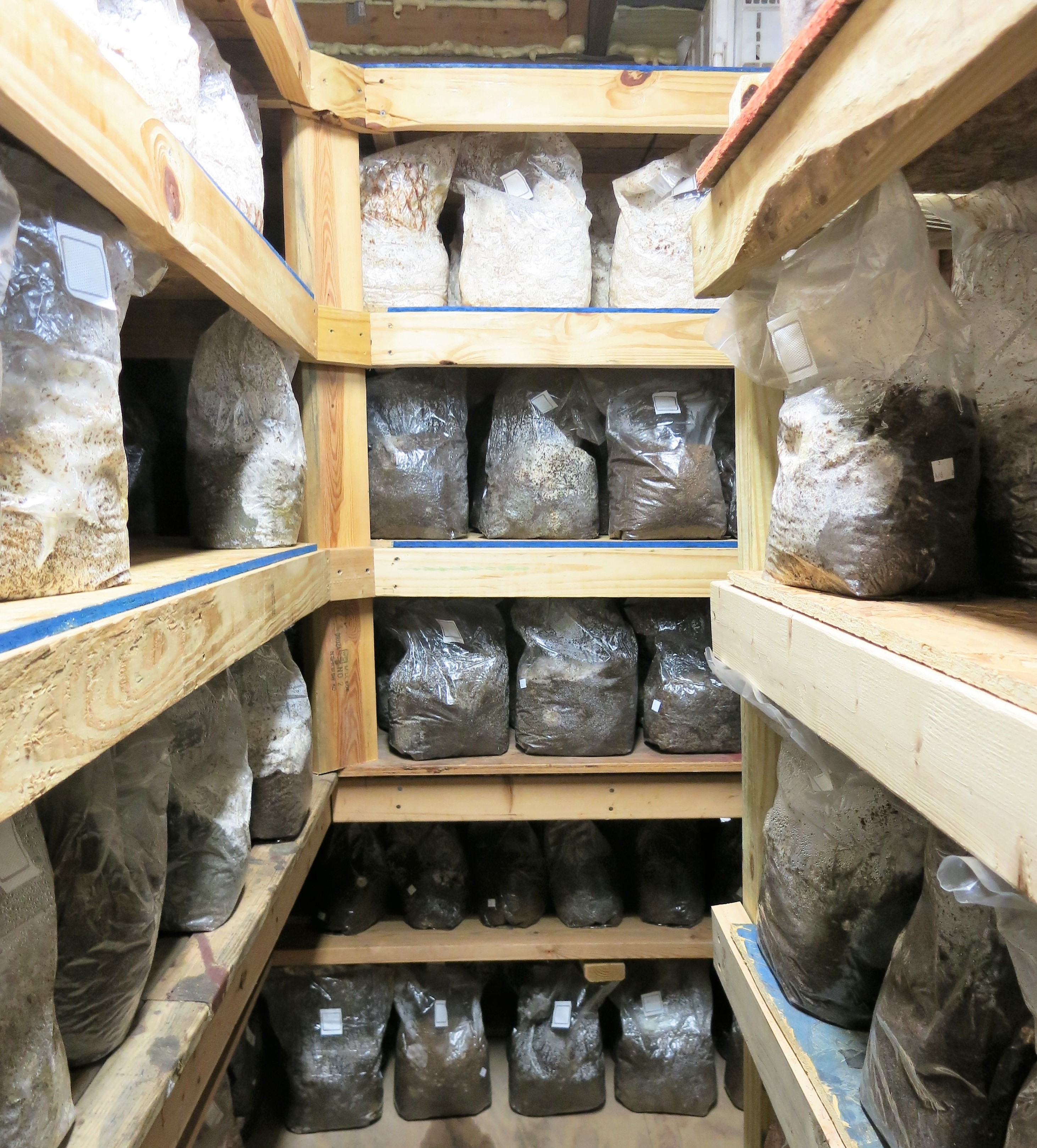 Waiting for colonization after being innoculated