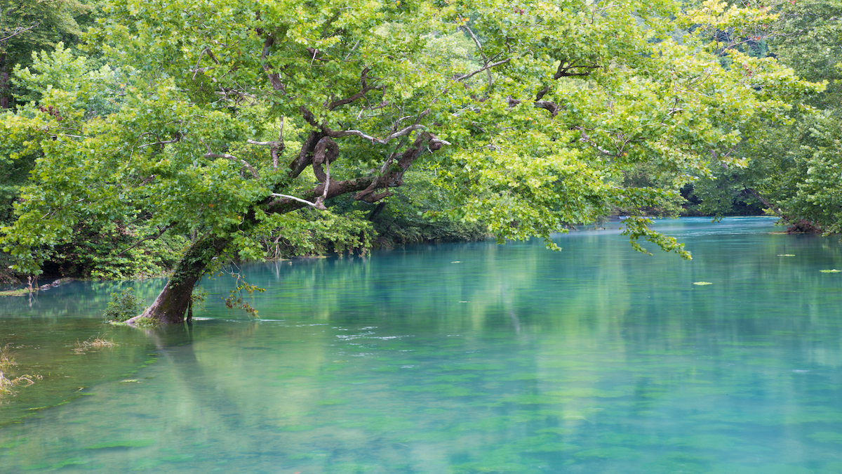 Clear blue spring river with trees growing out over the water surrounded by green temperate foliage