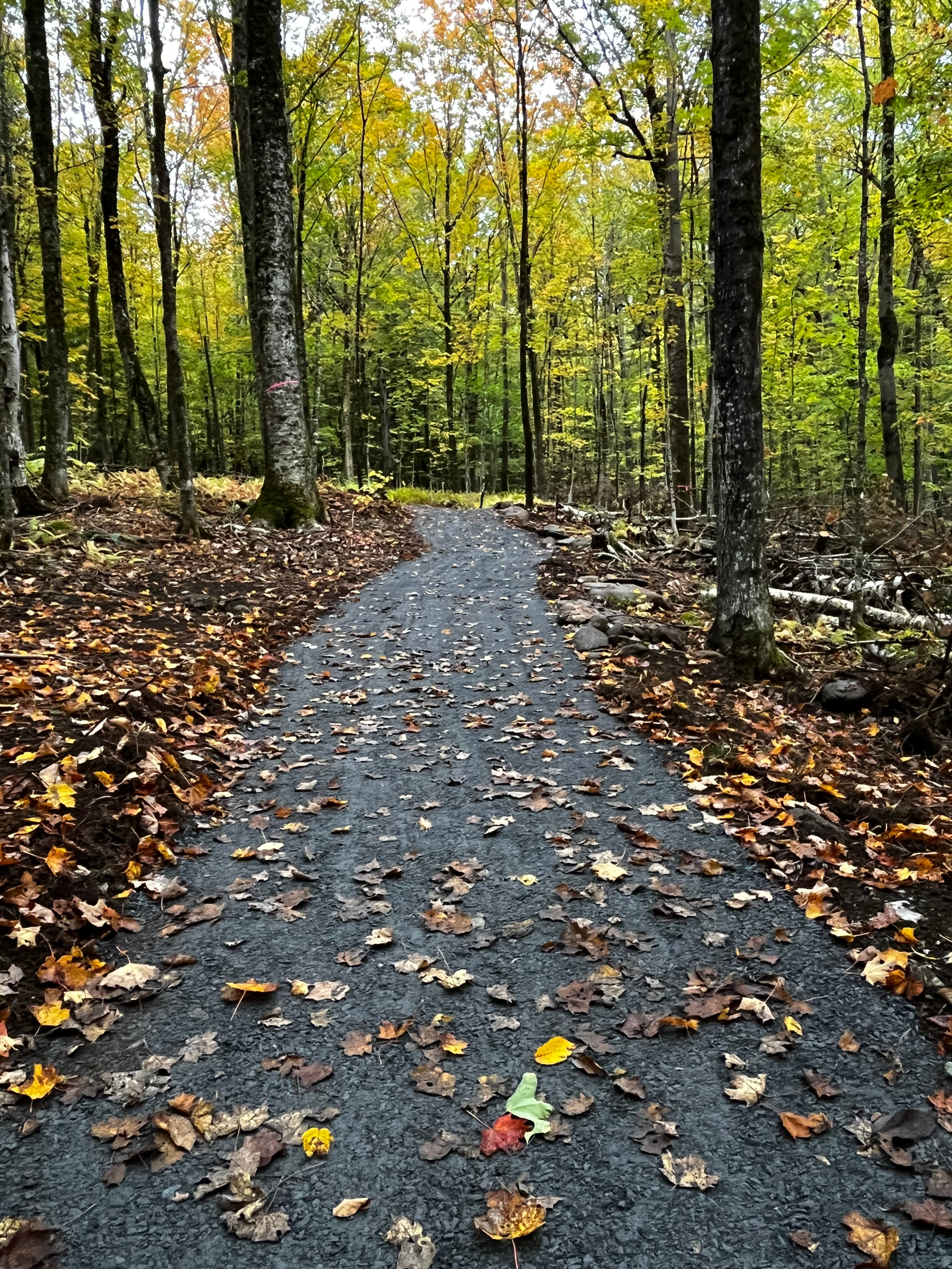 Trail Updates | Pine Hill Park, Rutland, Vermont