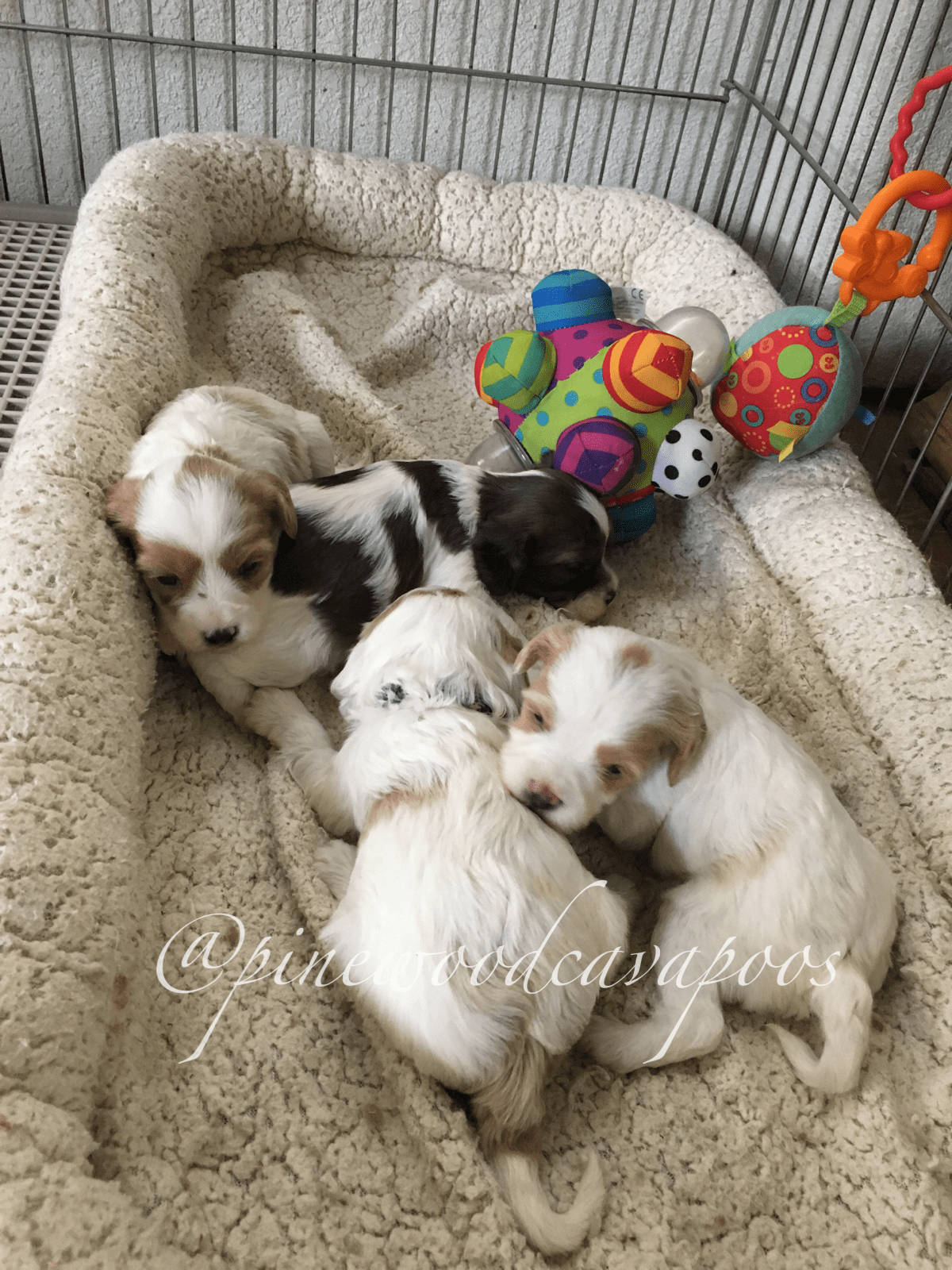 second hand dog store