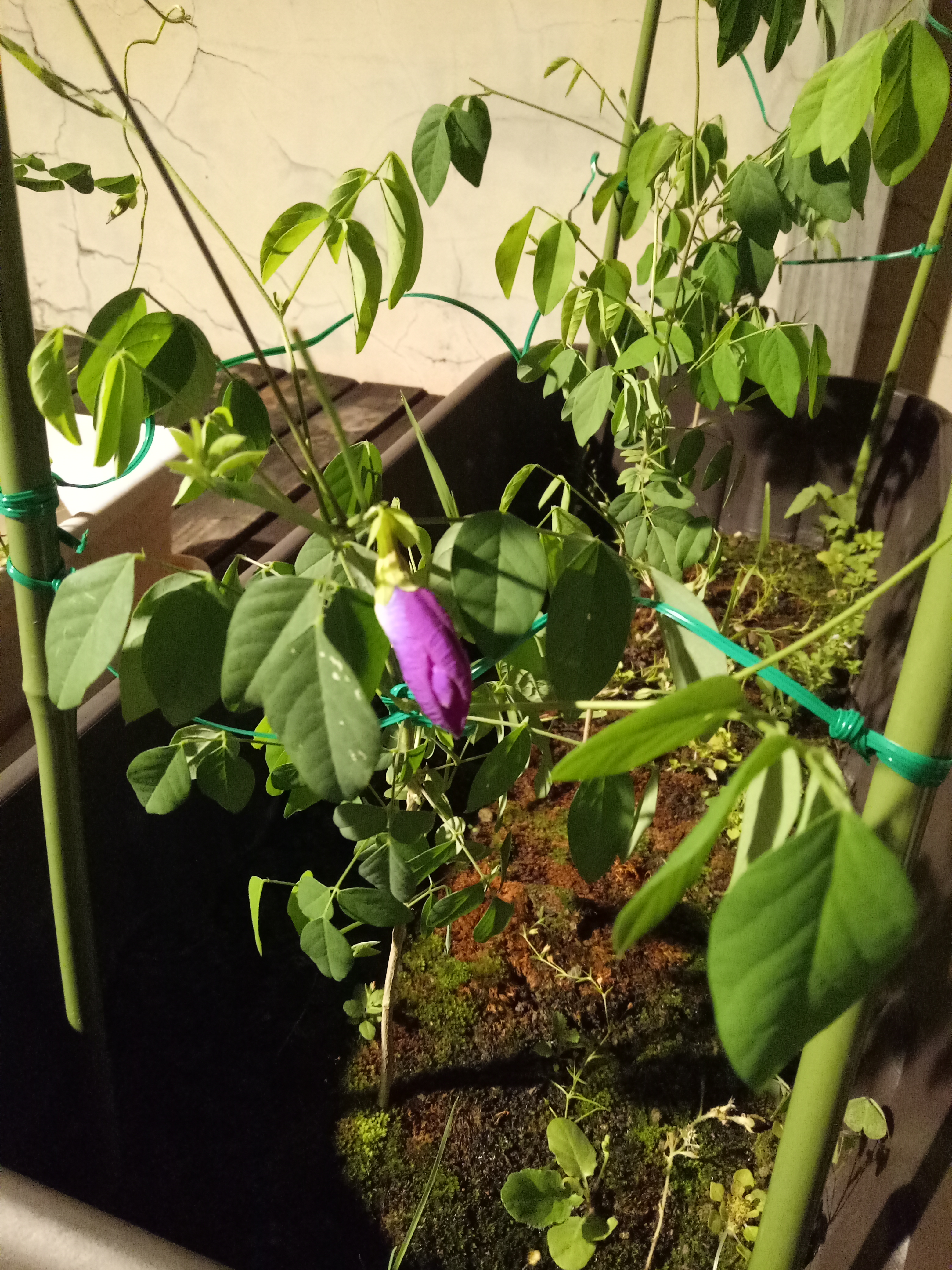 蝶豆花栽培我的蝶豆花怎麼了 Hitcvr 蝶豆花栽培我的蝶豆花怎麼了 Hitcvr