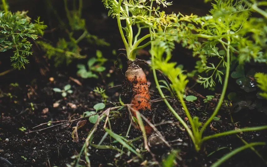 Pourquoi des sols sains font des humains sains