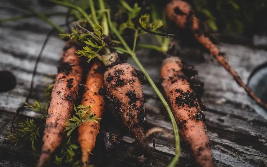 Faire pousser des carottes