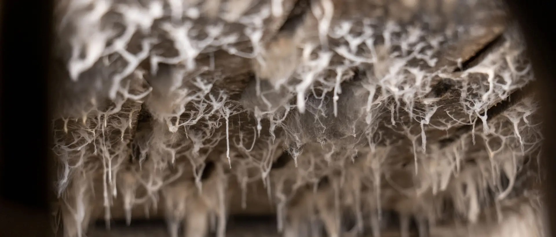 Mold in a Ceiling in Florida