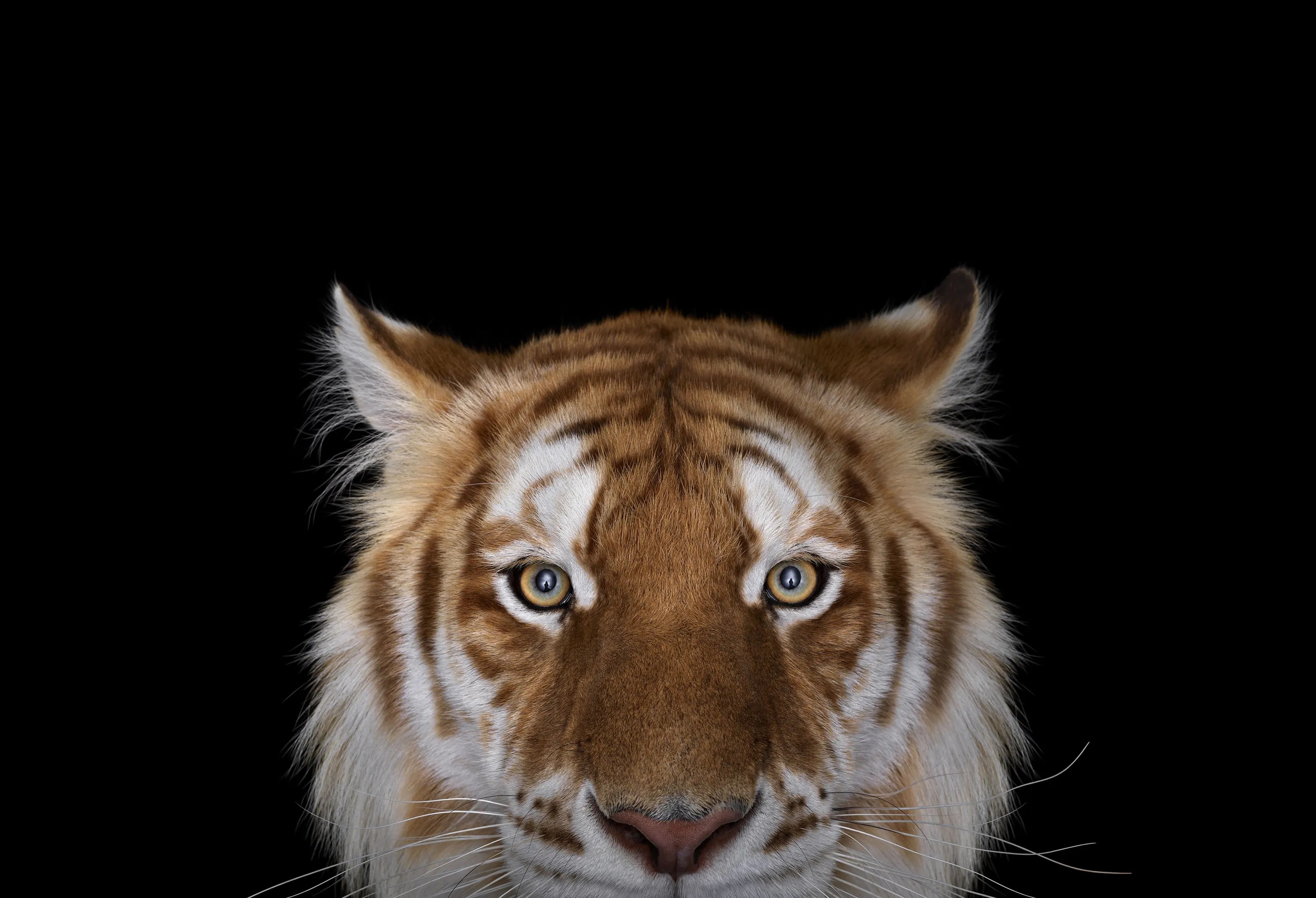 Animal portraits