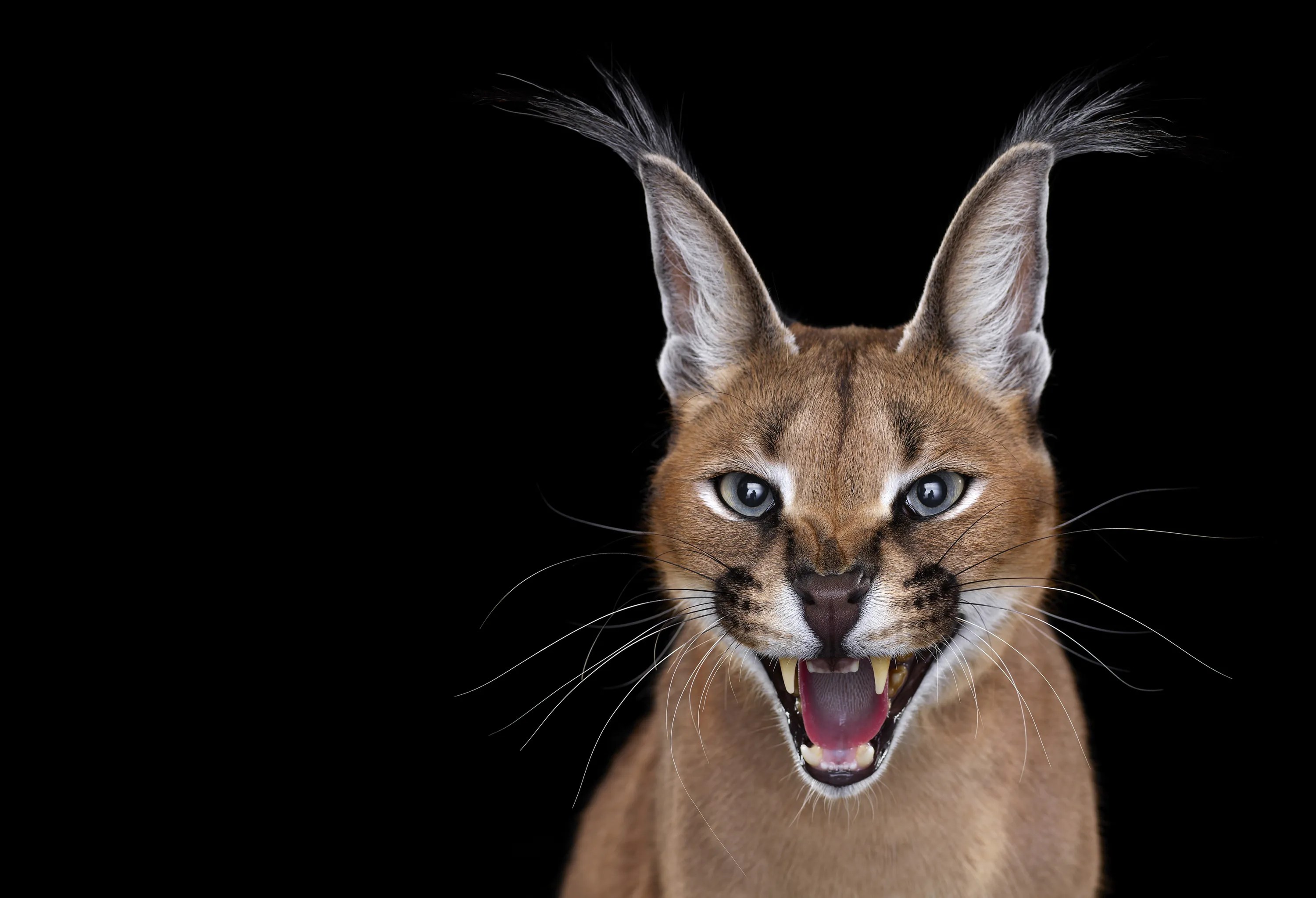 Animal portraits