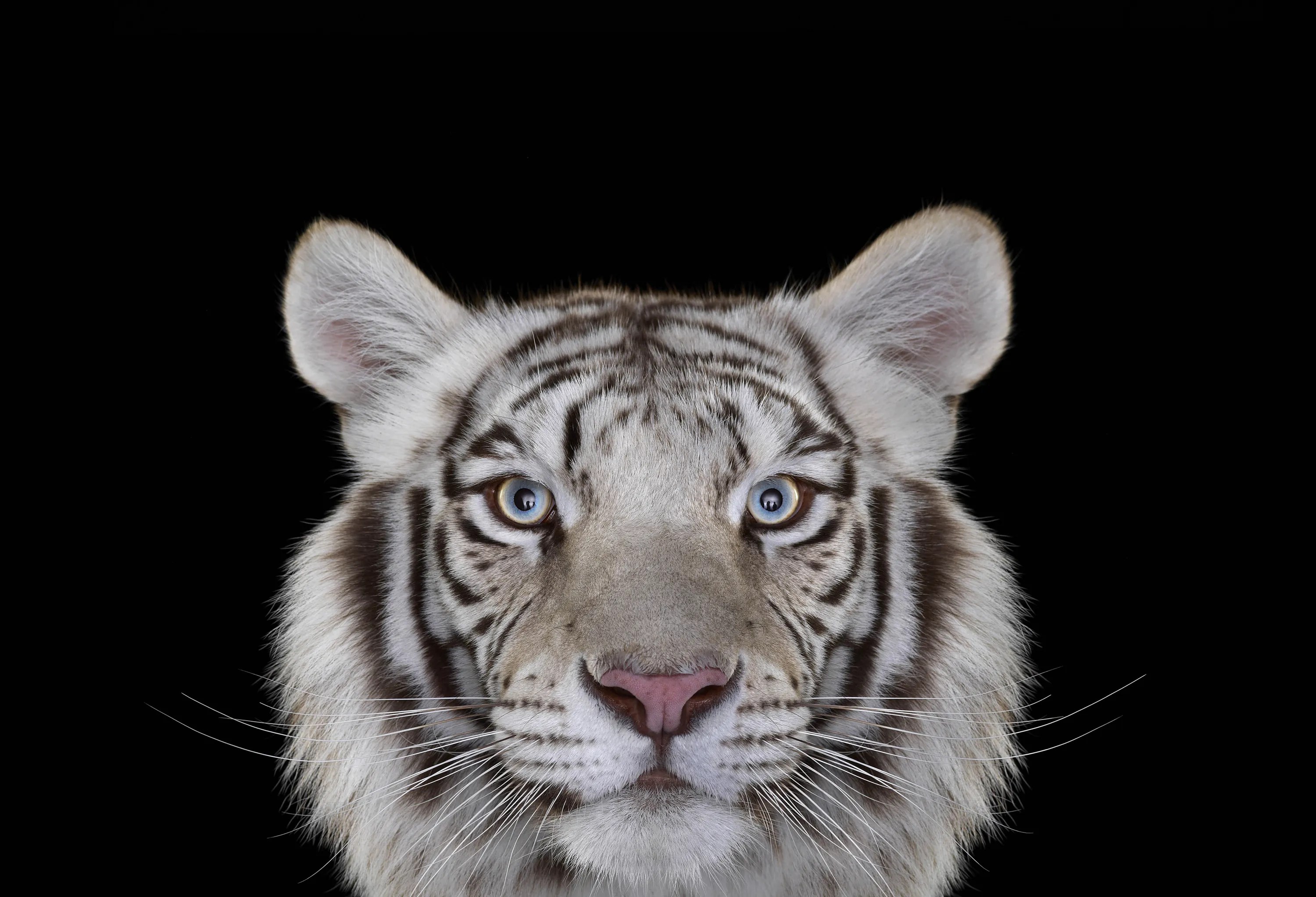 Animal portraits