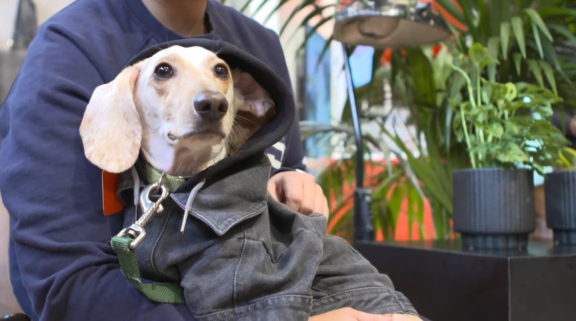 see it pets owners follow scented parade trail through nyc pix11 on cross bronx pet shop website