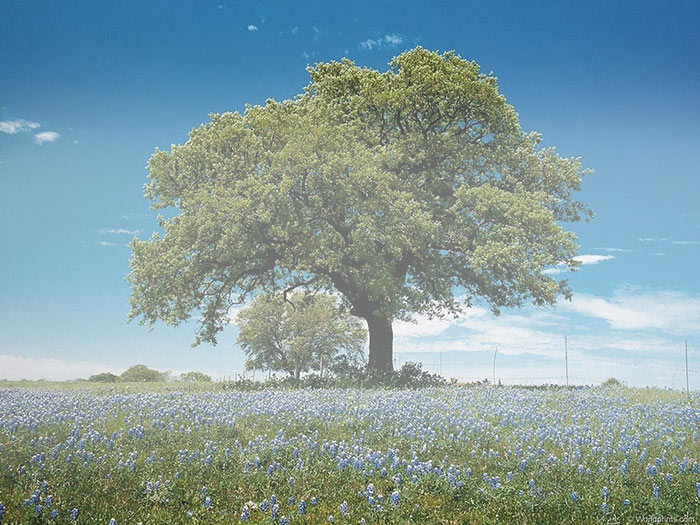 как нарисовать туман в фотошопе