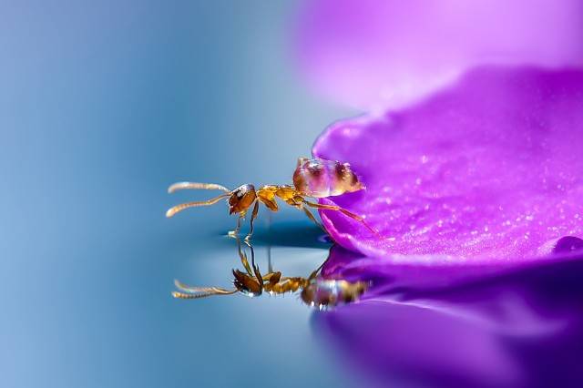 Top 10 Tips and Tricks For Awesome Macro Photography