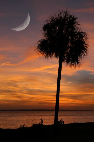 The cabbage palm is the favorite palm for landscapers. Palmetto Moon