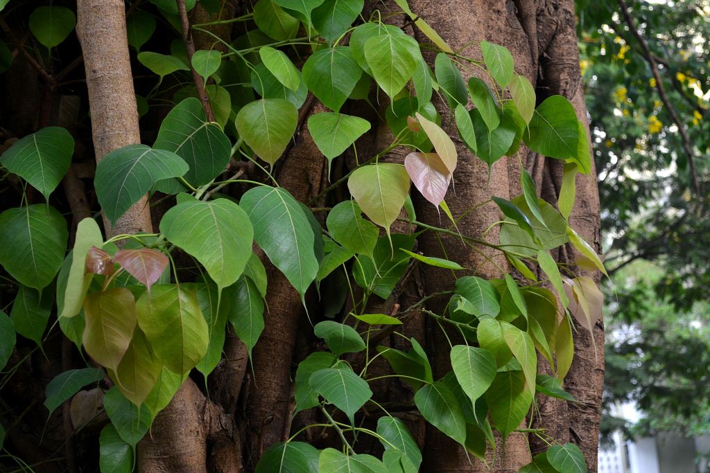 New leaves on a Peepal tree